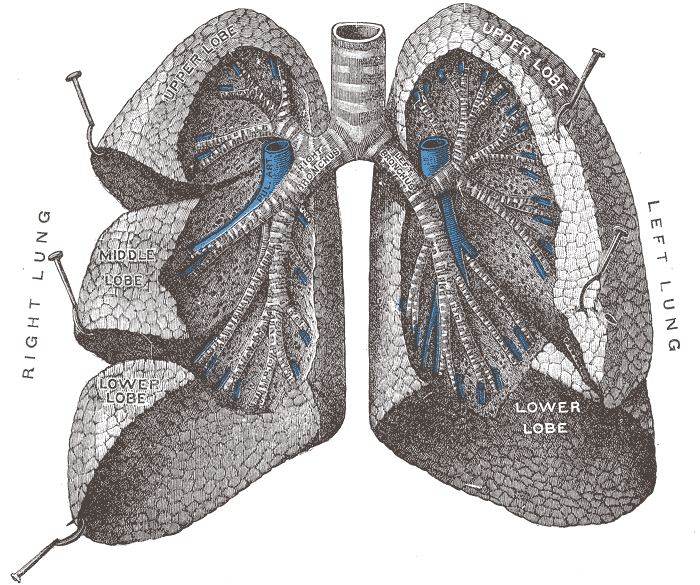 L'ecografia nella polmonite da Covid 19